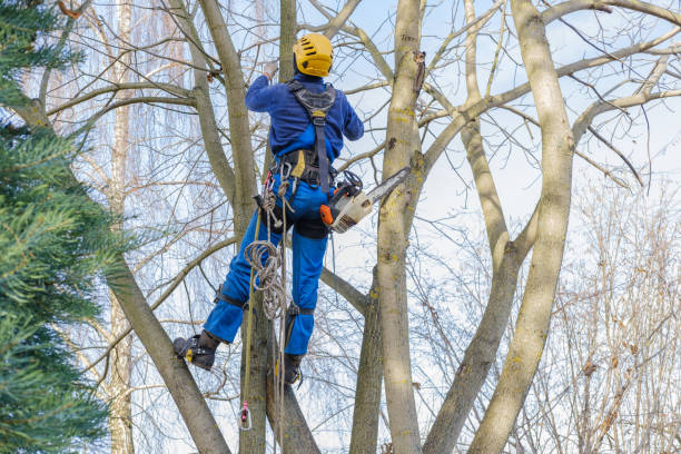 Best Emergency Tree Removal  in Hopelawn, NJ